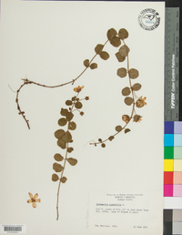 Lysimachia nummularia image