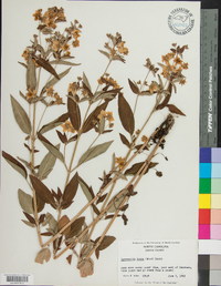 Lysimachia tonsa image