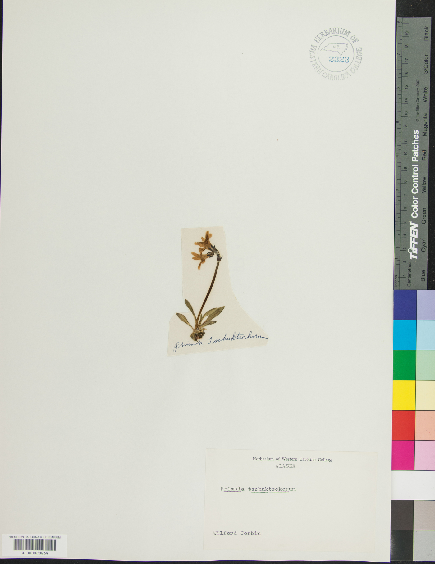 Primula tschuktschorum image
