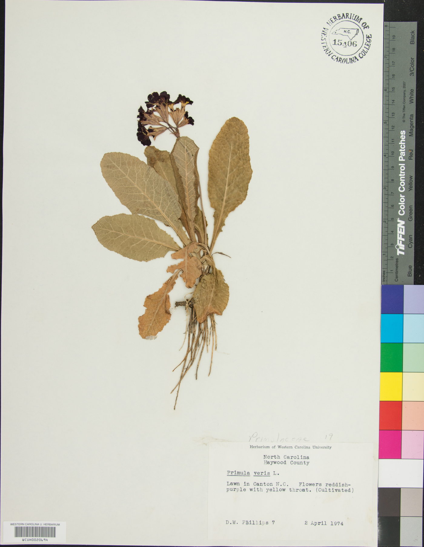 Primula veris image