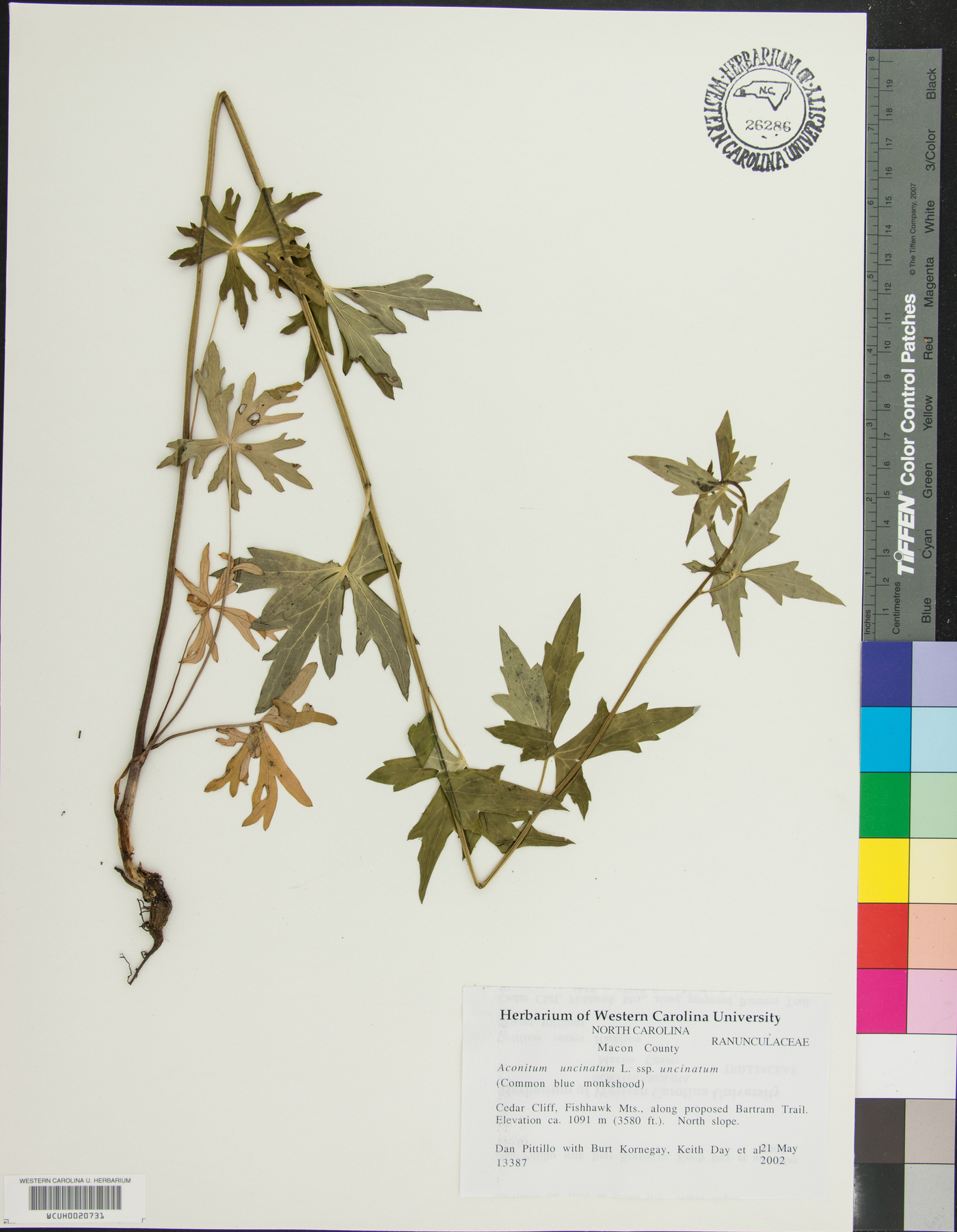 Aconitum uncinatum subsp. uncinatum image