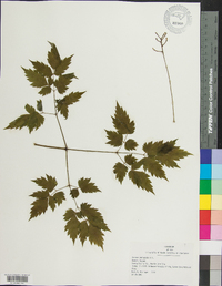 Actaea pachypoda image