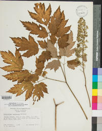 Actaea podocarpa image