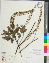 Actaea podocarpa image