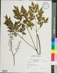 Actaea podocarpa image