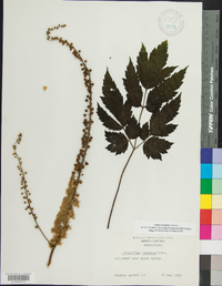 Actaea racemosa image