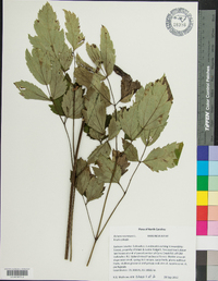 Actaea racemosa image