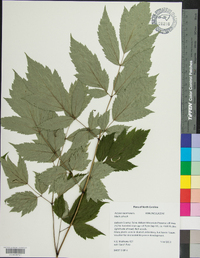 Actaea racemosa image