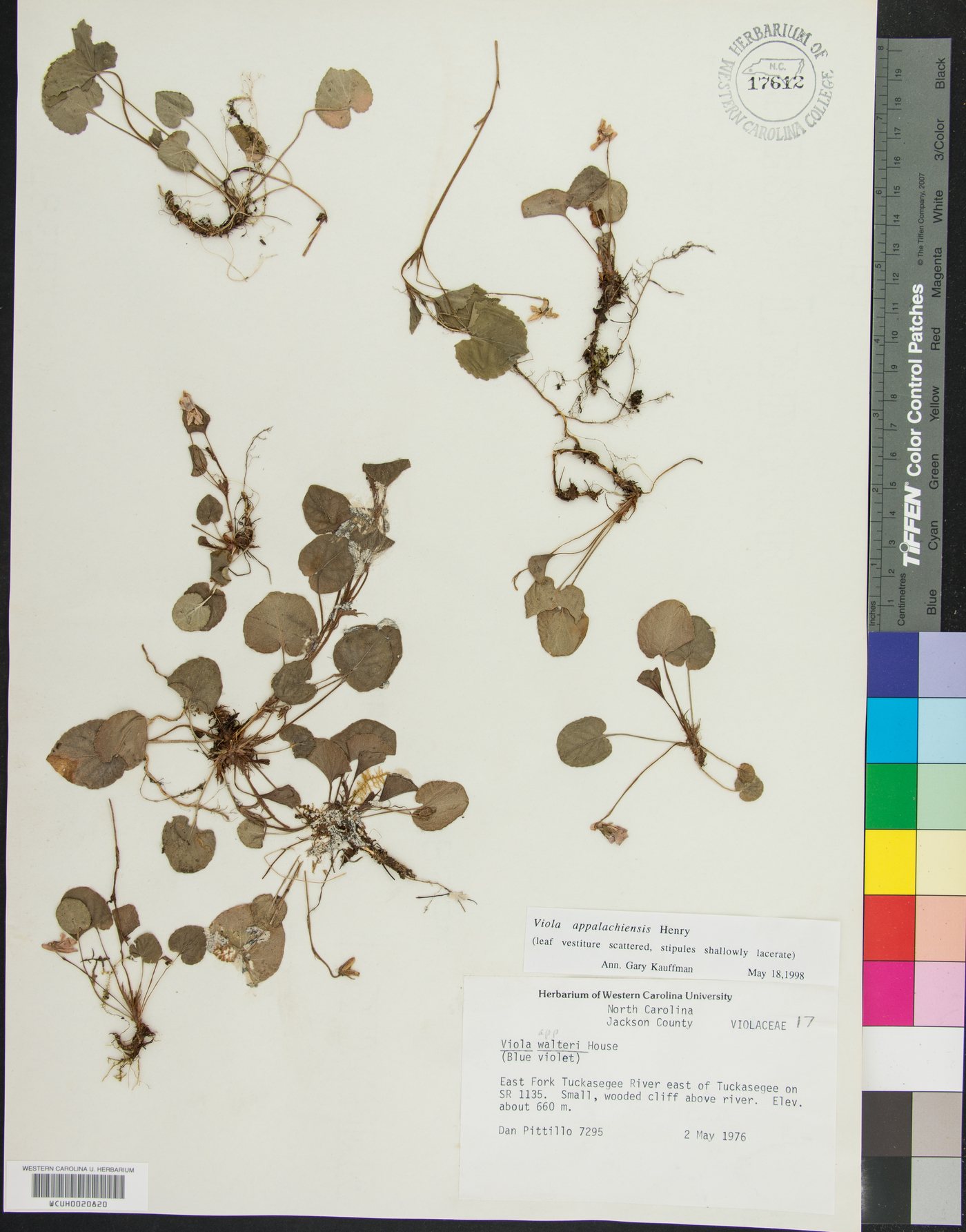 Viola appalachiensis image