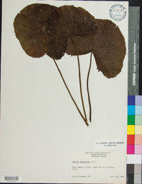 Caltha palustris image