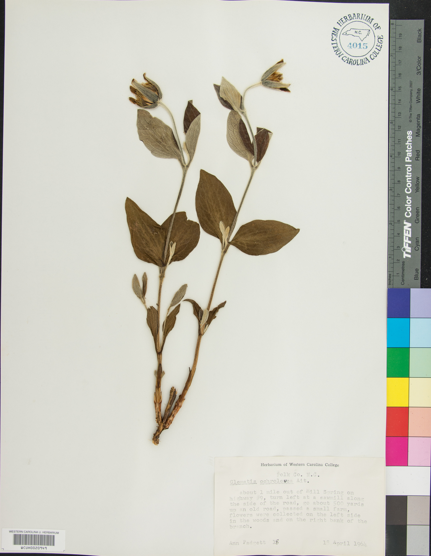 Clematis ochroleuca image