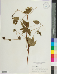 Clematis viorna image