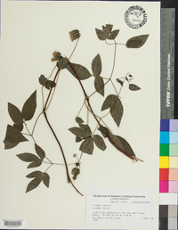 Clematis viorna image