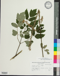 Actaea racemosa image