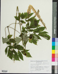 Actaea racemosa image