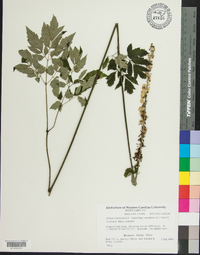 Actaea racemosa image