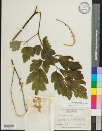 Actaea racemosa image