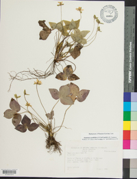 Anemone acutiloba image