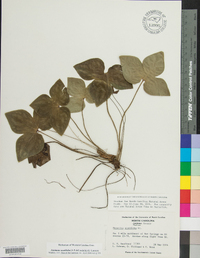 Anemone acutiloba image