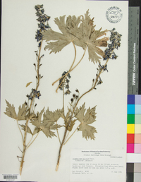 Delphinium glaucum image