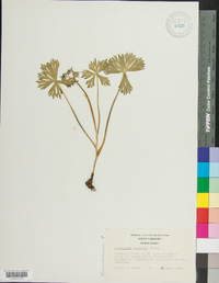 Delphinium tricorne image