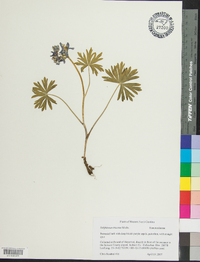 Delphinium tricorne image