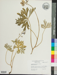 Delphinium tricorne image