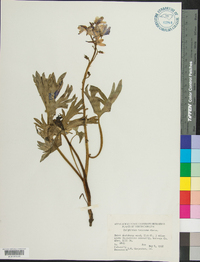 Delphinium tricorne image