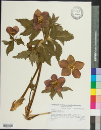 Helleborus viridis image