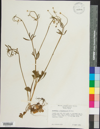 Ranunculus allegheniensis image