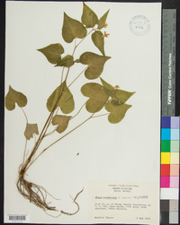 Viola canadensis var. canadensis image