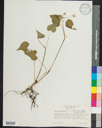 Viola canadensis var. rugulosa image