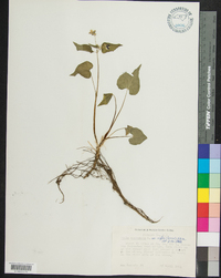 Viola canadensis var. rugulosa image