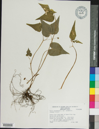 Viola canadensis var. canadensis image