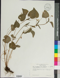 Viola canadensis var. canadensis image