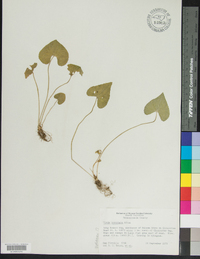 Viola cucullata image