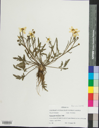 Ranunculus fascicularis image