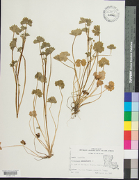 Ranunculus parviflorus image