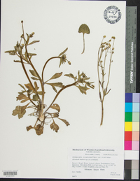 Ranunculus recurvatus var. recurvatus image