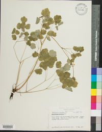 Thalictrum clavatum image