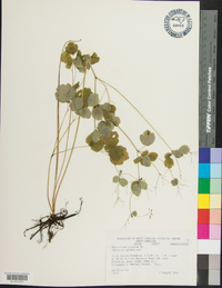 Thalictrum clavatum image