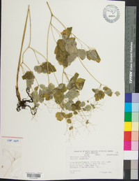 Thalictrum clavatum image