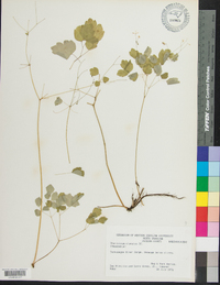 Thalictrum clavatum image