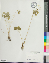 Thalictrum clavatum image