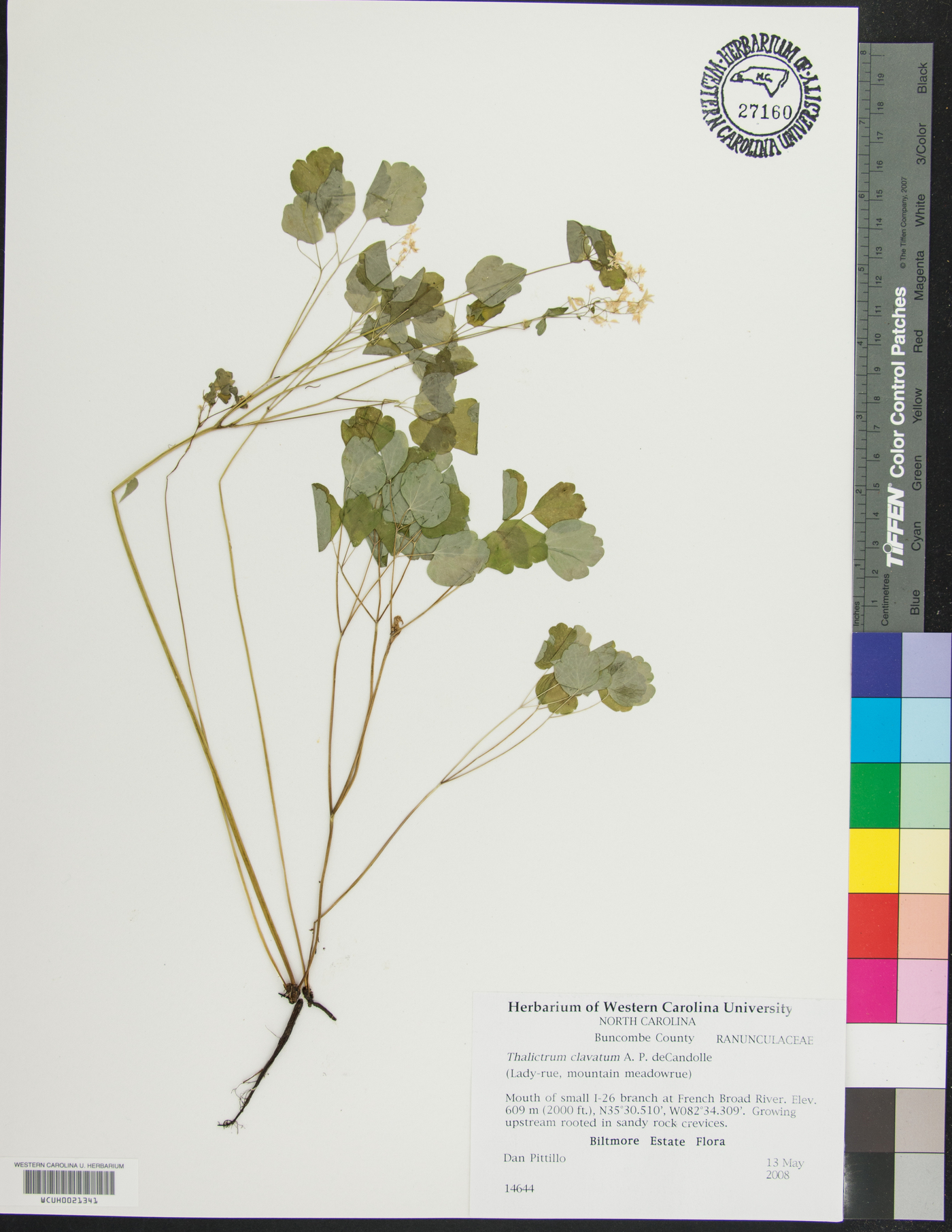 Thalictrum clavatum image