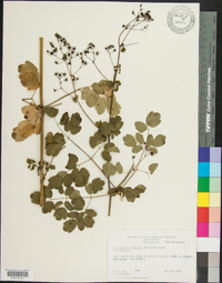 Thalictrum coriaceum image