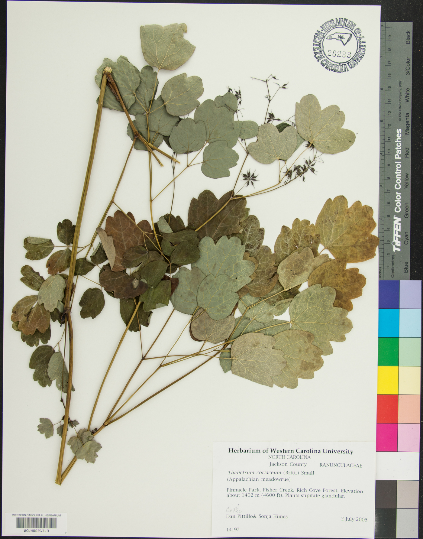 Thalictrum coriaceum image