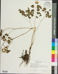 Thalictrum dioicum image