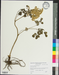 Thalictrum dioicum image