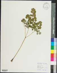 Thalictrum dioicum image